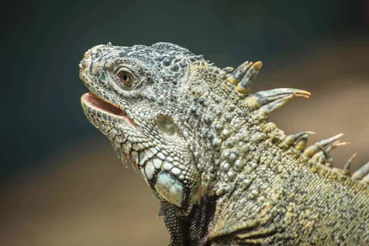 Belize In April: What You NEED To Know 60 Close-up of an iguana in Belize, displaying its detailed, scaly skin and spiny crest. The iguana's mouth is slightly open, showing a hint of its tongue, and its eyes give a sharp, focused look, set against a softly blurred background.