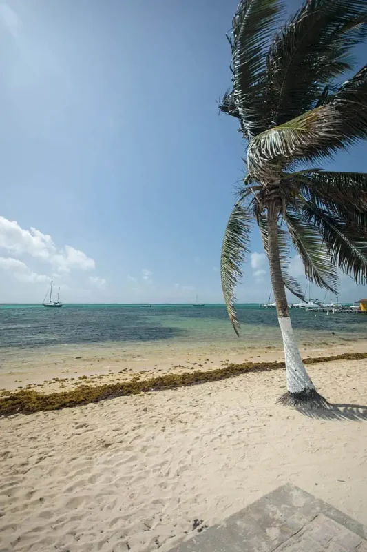 Belize In April: What You NEED To Know 56 A solitary palm tree leans towards the sea on a sandy beach in Belize. Its fronds flutter in the wind against a backdrop of clear blue sky and turquoise waters, epitomizing the tropical beauty of the region.