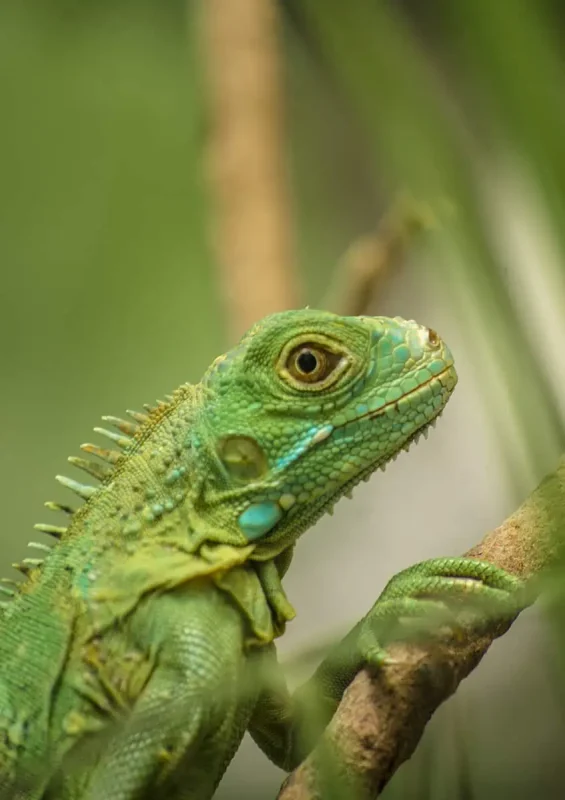 Best Things To Do In San Ignacio: Caves, Ruins & Day Trips 62 Close-up of a vibrant green iguana perched on a branch, with detailed scales and a curious expression. The lush greenery in the background highlights the natural habitats and wildlife of San Ignacio