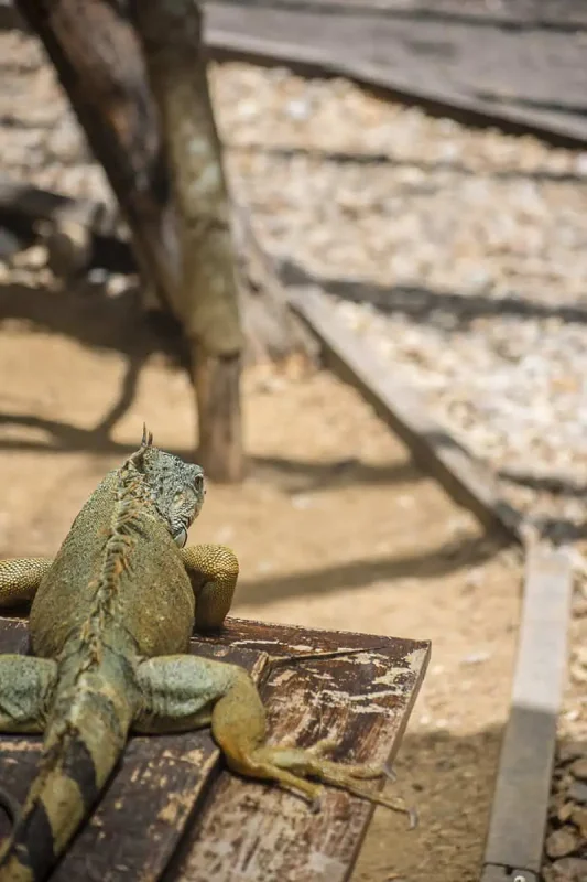 Best Things To Do In San Ignacio: Caves, Ruins & Day Trips 63 A large iguana resting on a wooden surface under the shade of a tree, with a blurred background of sandy ground and tree trunks. This showcases the reptilian wildlife that can be observed in San Ignacio.