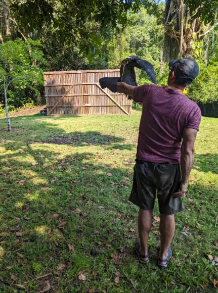 Best Things To Do In San Ignacio: Caves, Ruins & Day Trips 66 A man wearing a maroon shirt and shorts standing on a grassy field, holding a trained bird of prey, likely a hawk or falcon, on his gloved arm. The background features a wooden structure and dense greenery, highlighting the unique wildlife experiences available at the belize raptor center