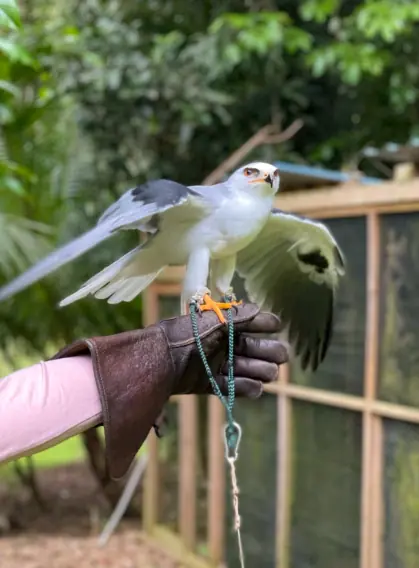 Best Things To Do In San Ignacio: Caves, Ruins & Day Trips 67 A close-up of a white hawk with black wings perched on a gloved hand. The bird's wings are partially spread as it prepares to take flight, with a lush green background, showcasing the raptor encounters in San Ignacio.