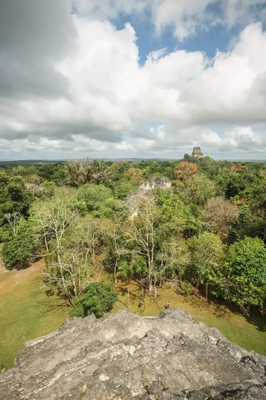 Best Things To Do In San Ignacio: Caves, Ruins & Day Trips 70 Panoramic view of the Tikal ruins from a high vantage point, with dense jungle canopy and ancient pyramid tops emerging from the trees. The expansive green landscape and historical structures show how its worth doing a day trip from san ignacio to tikal.
