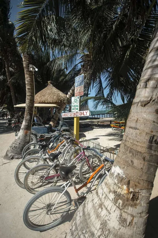 Cancun To Caye Caulker: The 4 Easiest Ways To Travel 55 Rows of colorful bicycles are parked under palm trees near a 'Snow Route' sign and a thatched-roof beach hut on Caye Caulker. A 'Bikes Get Stolen Only' sign adds a humorous touch to this relaxed Cancun to Caye Caulker vibe