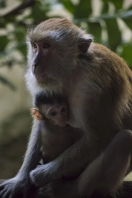 Is Railay Beach Closed: What You Need To Know (2026) 49 A monkey mother cuddling her baby in the lush forested area near Railay Beach, depicting the rich wildlife and tranquil environment.