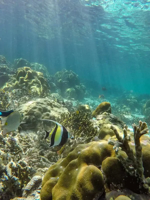 Is Railay Beach Closed: What You Need To Know (2026) 56 : Underwater view of a vibrant coral reef at Railay Beach, featuring colorful corals and a variety of fish, including a prominent black and white striped fish.