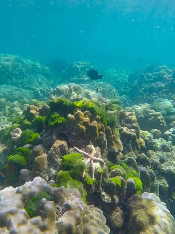 Is Railay Beach Closed: What You Need To Know (2026) 55 Another underwater scene at Railay Beach showing a starfish resting on green and brown corals, with clear blue water above.