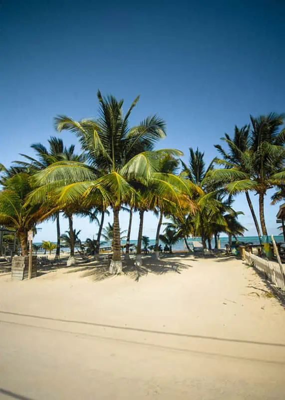 Mexico And Belize Itinerary: From 2 to 5 Weeks 86 A sandy beach in caye caulker with tall, lush palm trees swaying under a bright blue sky. The beach is serene and empty, providing a perfect setting for a peaceful stroll or relaxation during a Mexico and Belize itinerary.