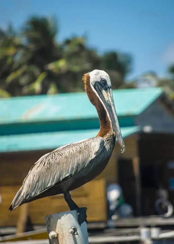 Mexico And Belize Itinerary: From 2 to 5 Weeks 87 A close-up shot of a pelican perched on a post with a backdrop of tropical greenery and a blue-roofed building. The pelican's detailed feathers and long beak are prominent, showcasing the diverse wildlife that can be encountered on a Mexico and Belize itinerary.