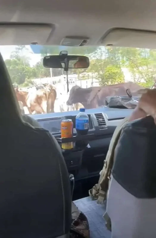 Inside a vehicle, cows are seen walking across the road ahead. This image depicts a common sight during road travel from Flores to Belize City, highlighting the journey's rural and natural aspects.