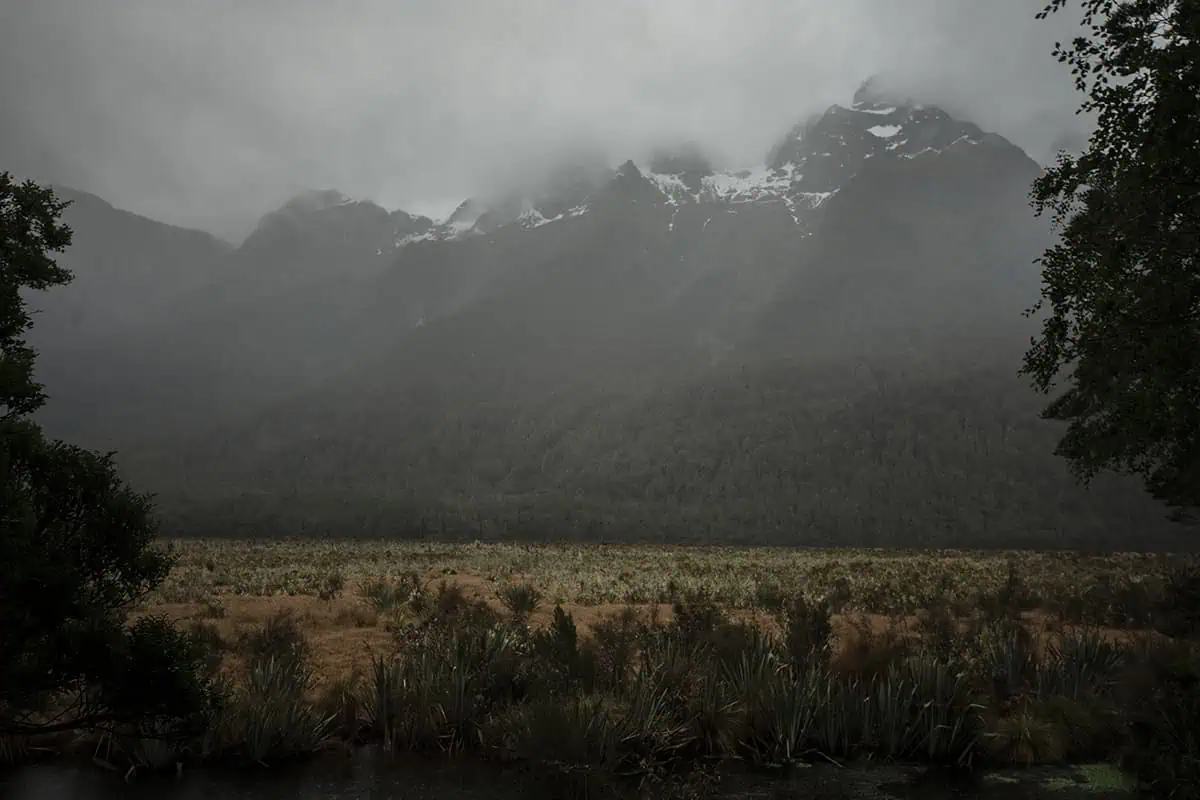 Mirror Lakes: Is It Worth Visiting In Milford Sound, NZ? 21 Misty mountains with their peaks dusted in snow rise majestically above a golden grassy field and dense shrubbery. The overcast sky casts a muted light over the landscape, accentuating the moody and mysterious aura. The interplay of the snow, mist, and varied vegetation showcases the diverse and rugged beauty of the area.