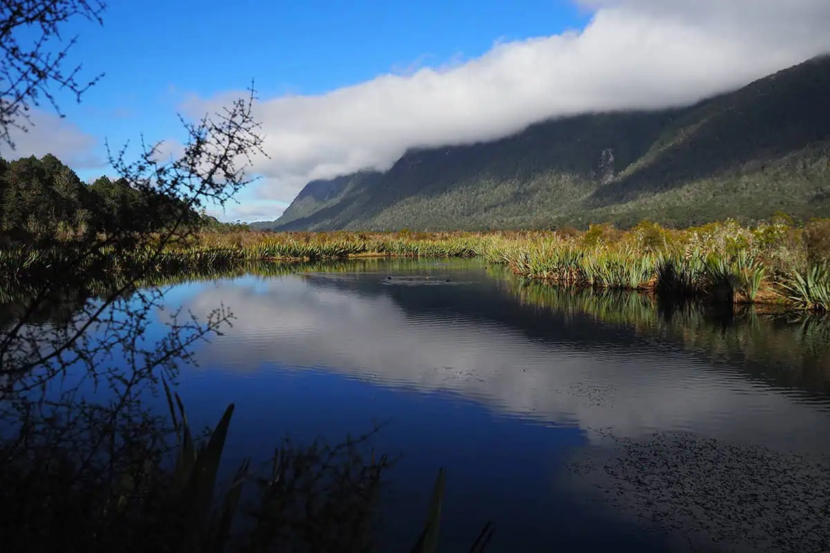 Mirror Lakes: Is It Worth Visiting In Milford Sound, NZ? 6 A serene view of Mirror Lakes in Milford Sound, New Zealand. The calm, reflective water mirrors the surrounding lush greenery and towering mountains, partially shrouded in a blanket of clouds. The foreground features some native vegetation, with the vibrant blue sky and scattered clouds creating a picturesque and tranquil scene.