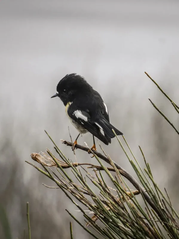 Milford Sound In Winter: Is It Still Worth The Hype? 37 A close-up shot of a small black and white bird perched on a branch, surrounded by sparse, green foliage. The bird's delicate features and the blurred background emphasize the serene and natural setting, typical of the rich biodiversity found in Milford Sound.