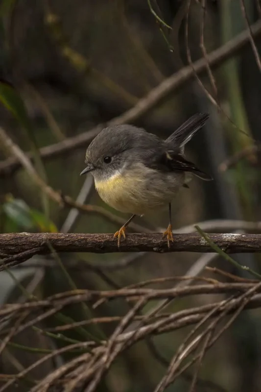 Milford Sound In Winter: Is It Still Worth The Hype? 36 A small, round bird with grey and yellow plumage perches on a branch amidst dense foliage. Its tiny beak and watchful eyes highlight the intricate details of the bird, capturing the essence of Milford Sound's wildlife.