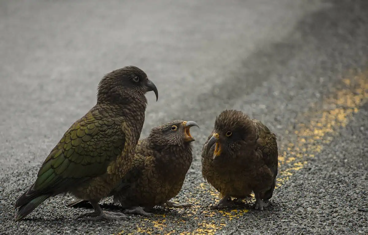 Milford Sound In Winter: Is It Still Worth The Hype? 38 Three kea parrots are gathered on a road, with one bird vocalizing towards another. The birds' green plumage blends with the grey asphalt, highlighting their unique presence and behavior in the rugged environment of Milford Sound.