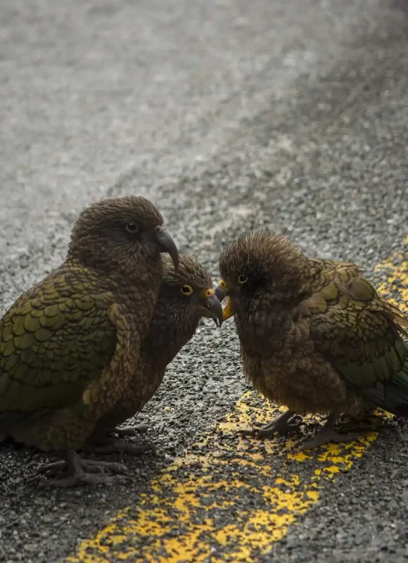 Fiordland & Milford Sound Lord Of The Rings Locations (2026) 31 Three native kea parrots huddle together on a wet road with a yellow line in Milford Sound, New Zealand.