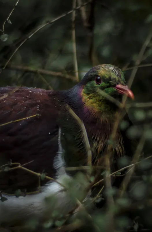 Close-up of a New Zealand native kererū bird with iridescent green and purple feathers, partially hidden among forest branches near Milford Sound.