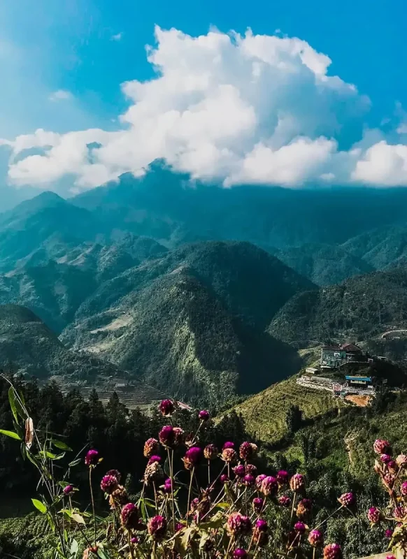 3 Weeks In Vietnam Itinerary: The Perfect First-Time Route 54 Vibrant flowers in the foreground with mountain views in Sapa, Vietnam
