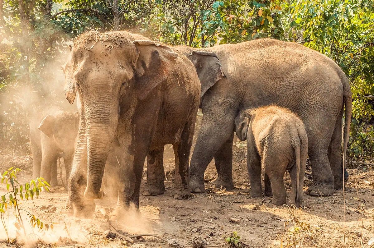 A family of elephants bathing in dust at one of the best elephant sanctuaries in Chiang Mai.
