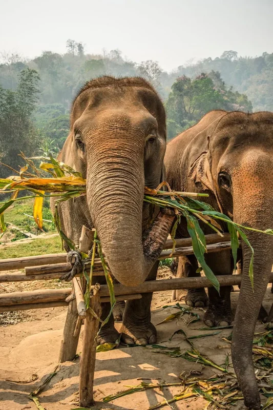 two elephants eating sugar cane on a tour from Chiang Mai