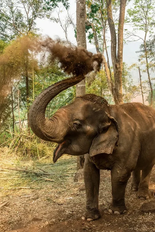 an elephant enjoying a dust bath on a elephant sanctuary tour in Chiang Mai
