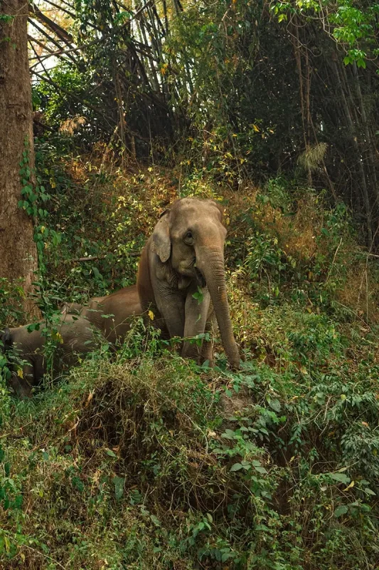 An elephant stands on a hillside, surrounded by jungle at Karen elephant retreat in Chiang Mai
