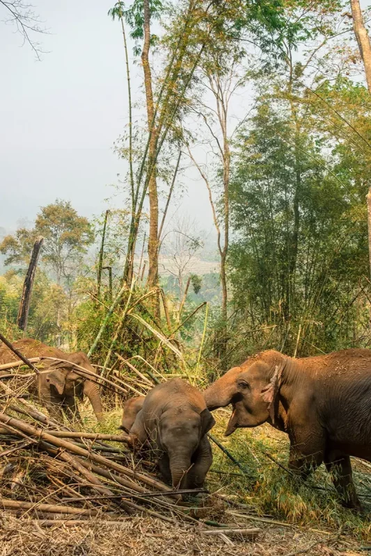 two elephants playing in a pile of bamboo while on a jungle walk at an elephant sanctuary in Chiang Mai
