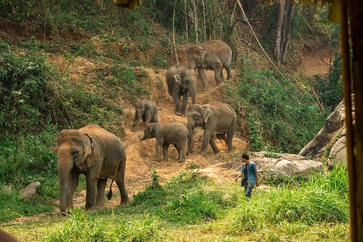 A herd of elephants walking down a step hill alongside the mahout