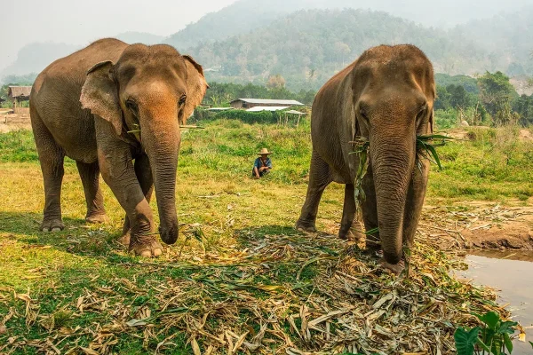 two elephants grazing on leaves with a mahout sitting in the background at an ethical elephant sanctuary in Chiang Mai