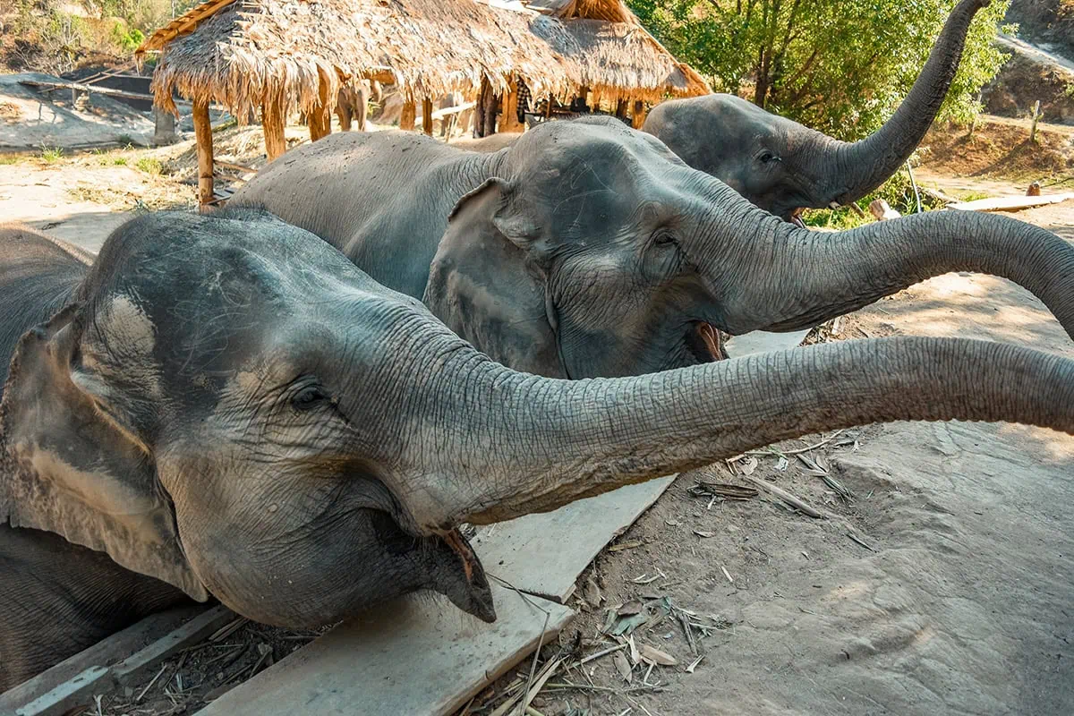 three elephants stretch out their trunks at Pon Elephant Sanctuary in Chiang Mai