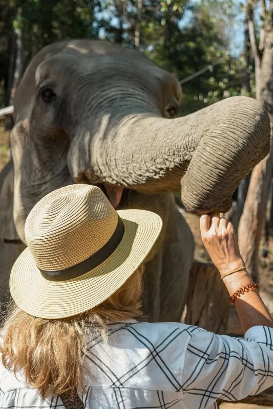 a women in a hat reaches out towards an elephants trunk offering food at Pon Elephant Sanctuary Chiang Mai