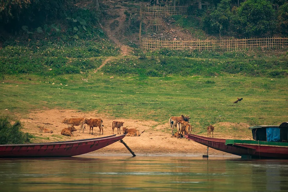 Slow Boat Laos: My Honest Guide After Doing It Twice (2026) 32 A couple of boat and a herd of cows on the edge of the rivers edge in Laos