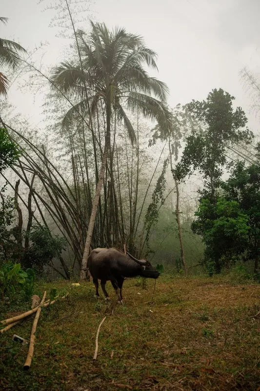 Slow Boat Laos: My Honest Guide After Doing It Twice (2026) 49 A water buffalo tied up on a foggy morning in Pakbeng, Laos