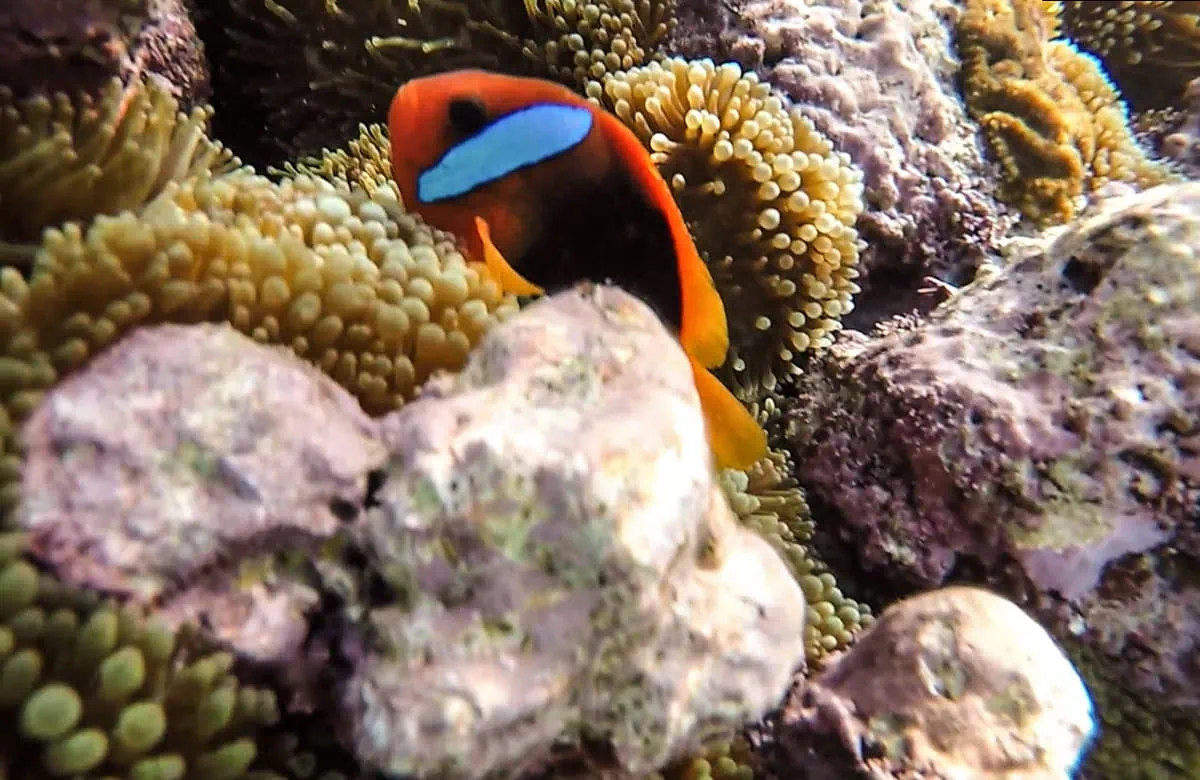 A vibrant clownfish nestled among sea anemones in Lifou