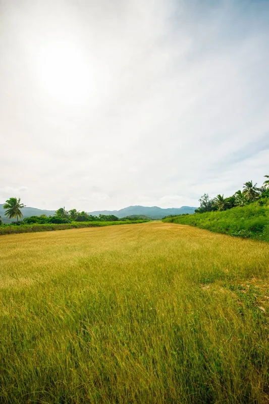 Best Things To Do On Mystery Island, Vanuatu, For Cruise Passengers 23 A wide airstrip on Mystery Island extends toward distant green hills.