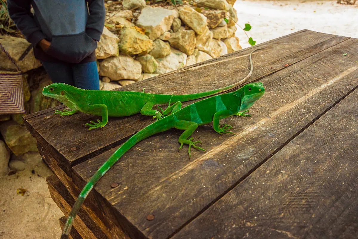 Best Things To Do On Mystery Island, Vanuatu, For Cruise Passengers 24 Two bright green iguanas rest on a wooden table on Mystery Island