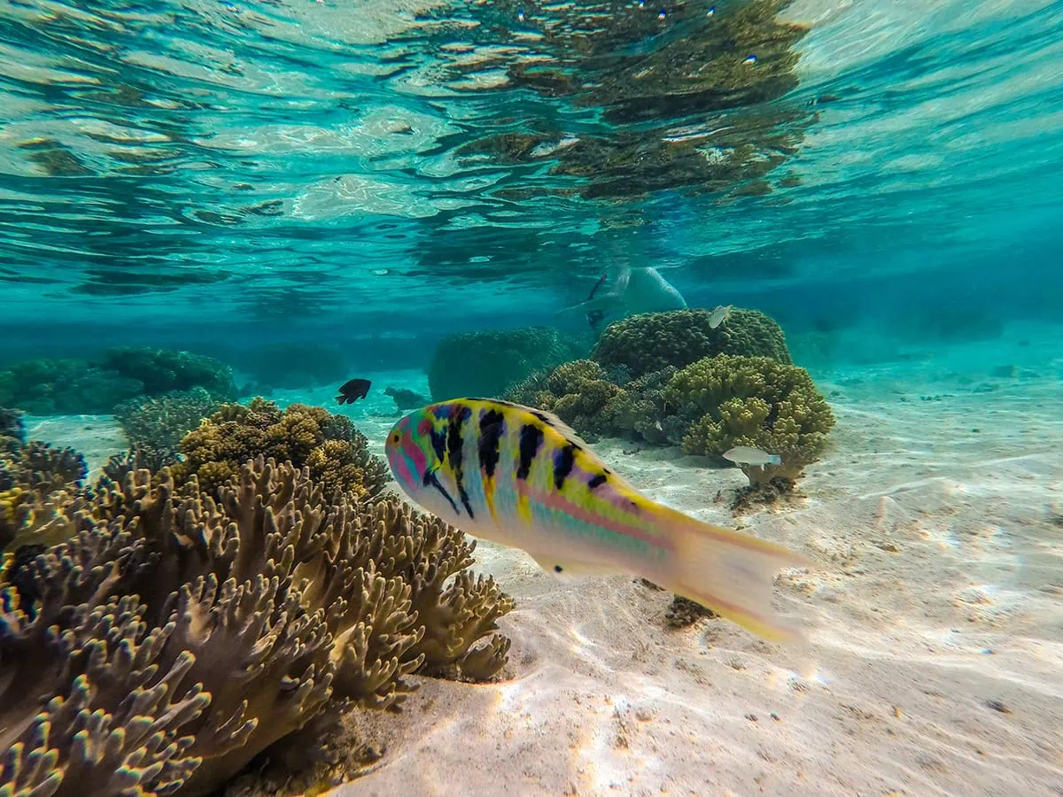 Best Things To Do On Mystery Island, Vanuatu, For Cruise Passengers 7 A brightly colored fish with pink, yellow, and black stripes swims past coral in Mystery Island.