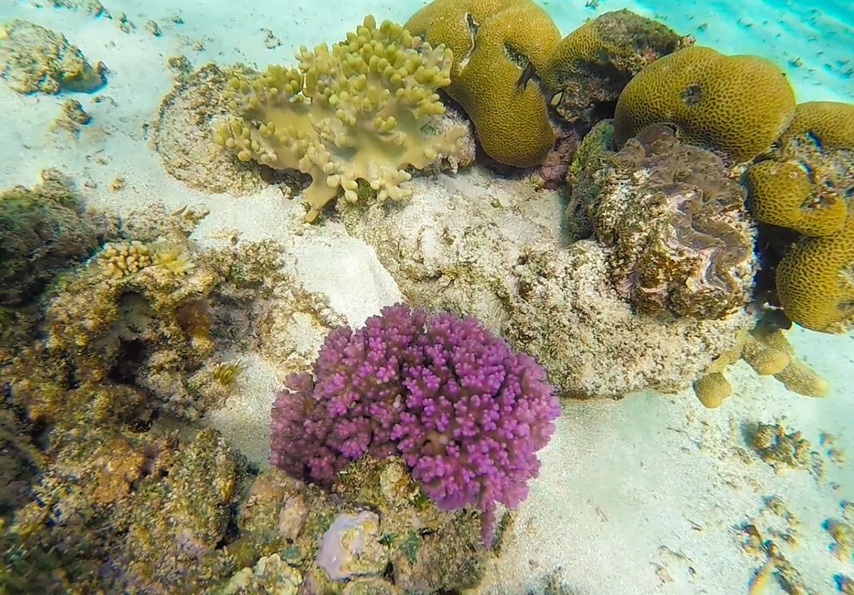 Best Things To Do On Mystery Island, Vanuatu, For Cruise Passengers 17 A bright purple coral surrounded by beige and brown corals on the reef around Mystery Island