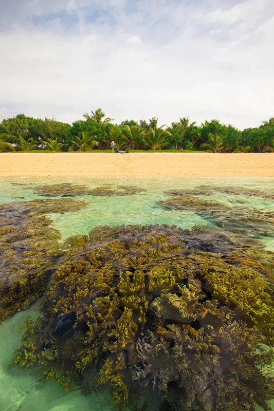 Best Things To Do On Mystery Island, Vanuatu, For Cruise Passengers 6 Coral sits just beneath the waterline in front of a sandy beach on Mystery Island