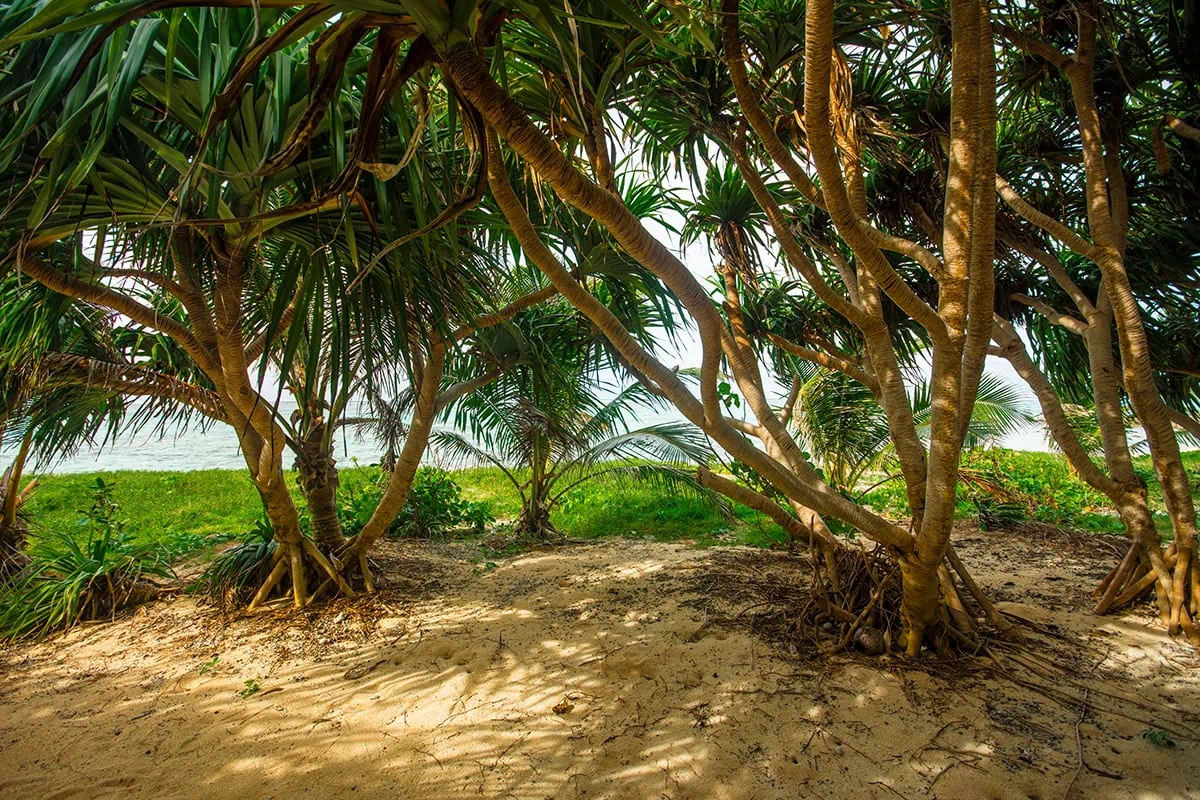 Best Things To Do On Mystery Island, Vanuatu, For Cruise Passengers 19 Pandanus trees along a sandy path leading to the ocean on Mystery Island