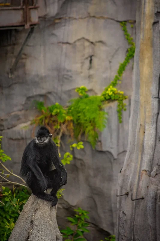 Rainforest Wild Adventure Review: My Honest Guide 21 A Francois’ langur sitting on a rock at Rainforest Wild in Singapore