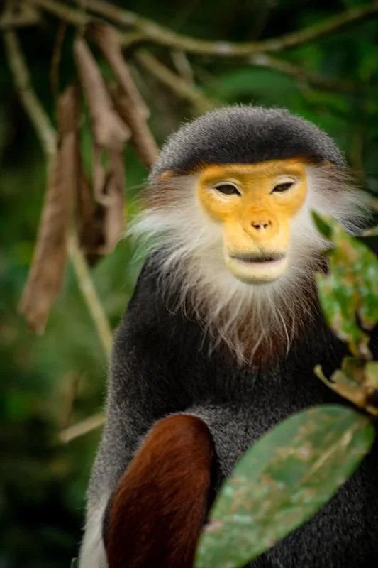 Rainforest Wild Adventure Review: My Honest Guide 20 A Red-shanked Douc Langur sits in a tree at Rainforest Wild in Singapore