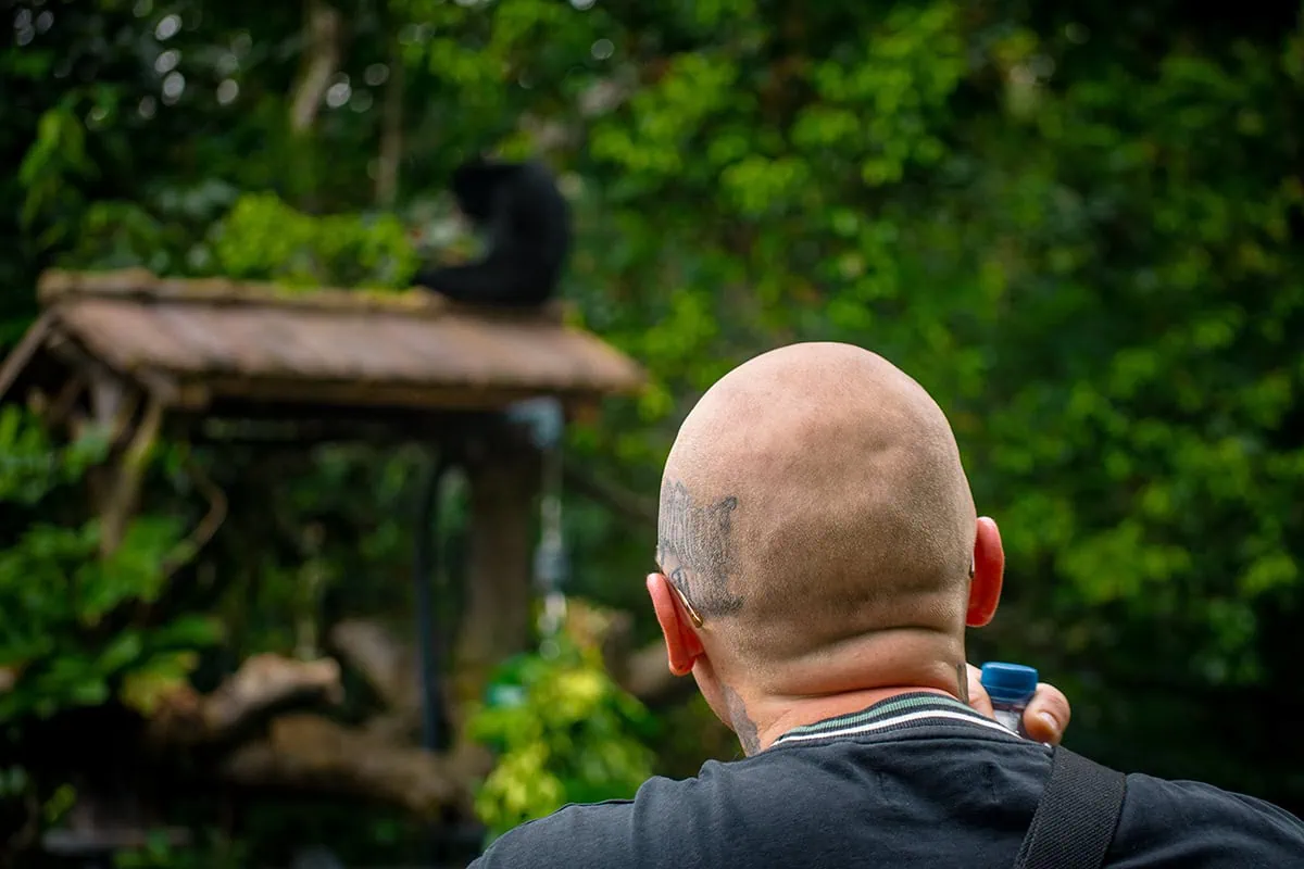 Rainforest Wild Adventure Review: My Honest Guide 14 A man looking out to a Siamang at Rainforest Wild in Singapore