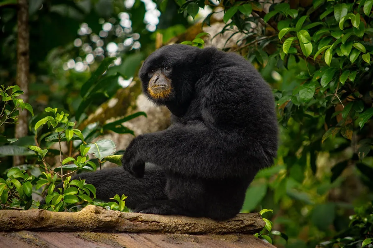 Rainforest Wild Adventure Review: My Honest Guide 16 A Siamang looks off into the distance at Rainforest Wild Adventure in Singapore