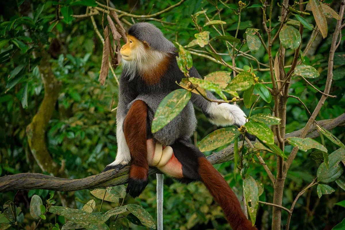 A Red-shanked Douc Langur sitting in the trees at Rainforest Wild Adventure In Singapore