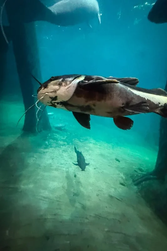 River Wonders Singapore Review: Is It Worth Visiting? 14 A redtail catfish swimming through the Amazon Flooded Forest exhibit at River Wonders Singapore.