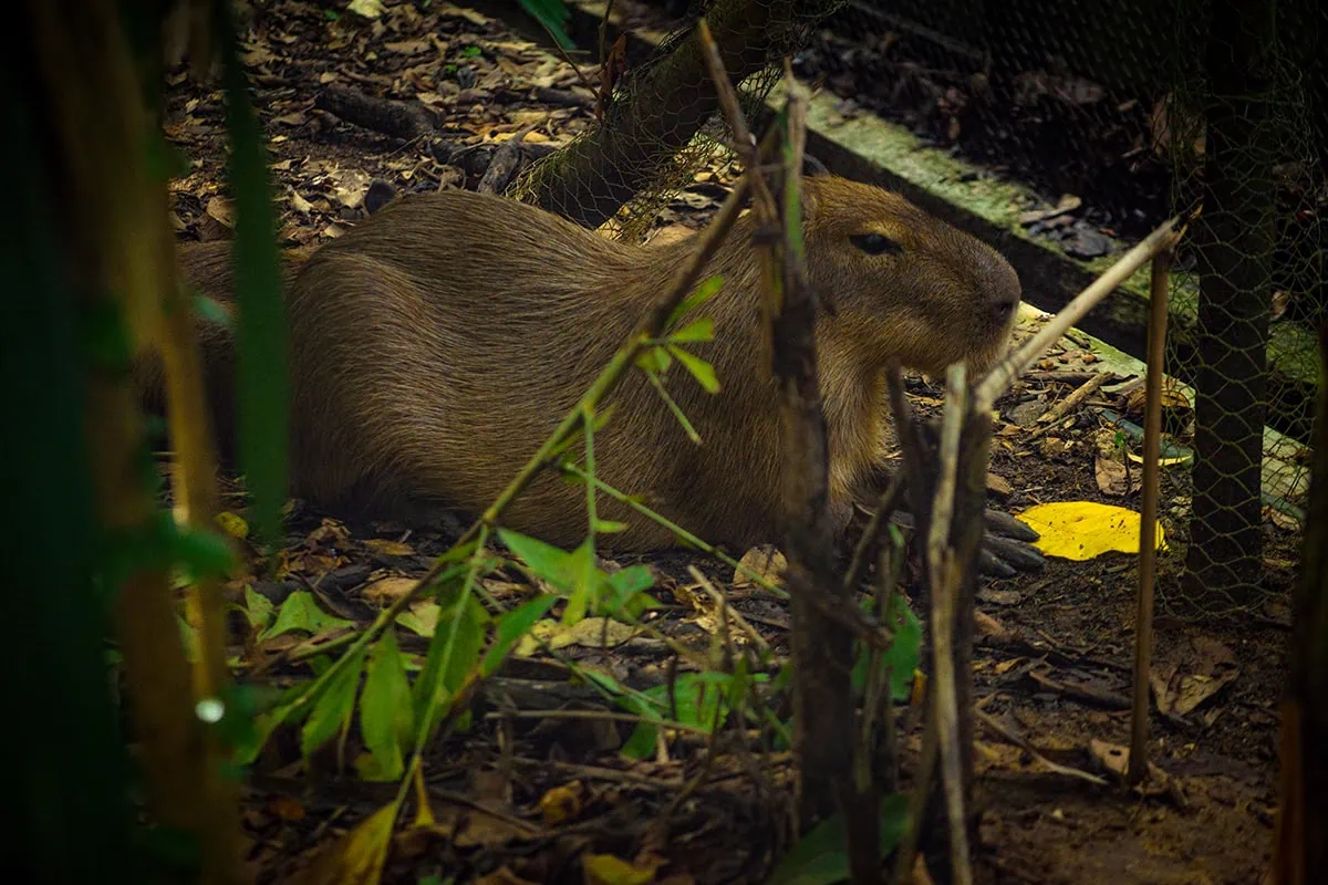 River Wonders Singapore Review: Is It Worth Visiting? 15 A capybara relaxing in the Amazon-themed area at River Wonders Singapore.