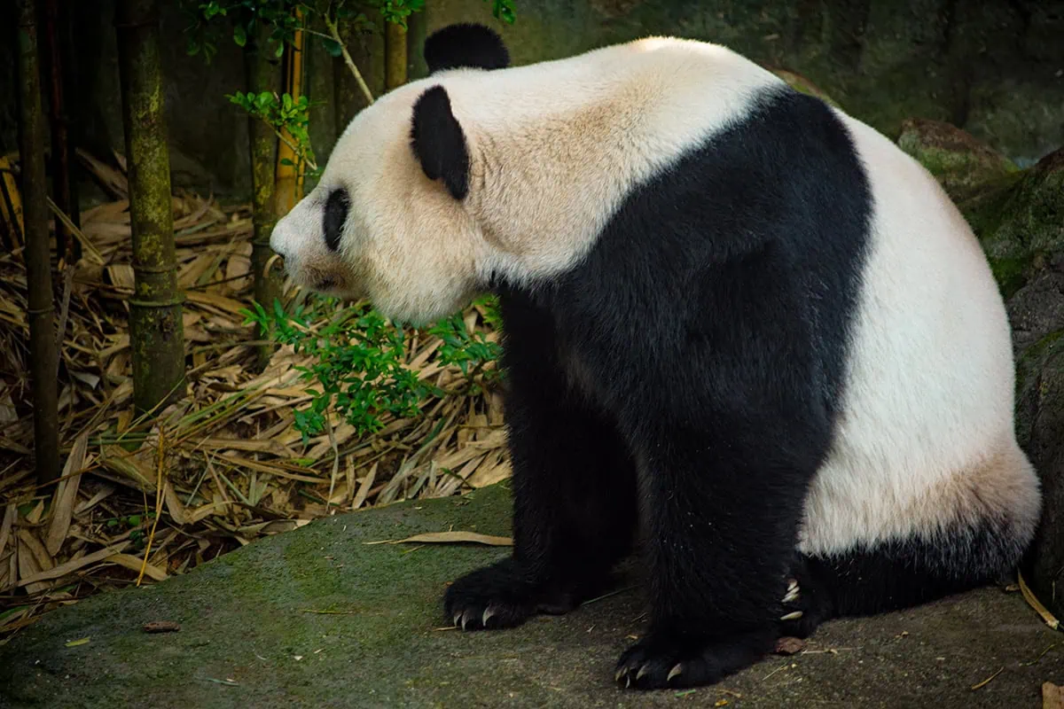 River Wonders Singapore Review: Is It Worth Visiting? 19 A giant panda sitting on a rock in the Giant Panda Forest at River Wonders in Singapore.