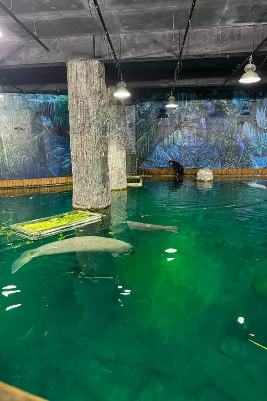 River Wonders Singapore Review: Is It Worth Visiting? 23 Above pool view of the manatees in the Flooded Forest at River Wonders in Singapore