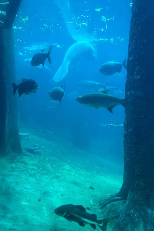 River Wonders Singapore Review: Is It Worth Visiting? 18 A manatee swimming off at the Flooded Forest in River Wonders Singapore